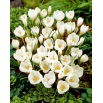 Krokus Miss Vain - GIGA paczka! - 500 szt.