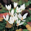 Krokus Jesienny Ochroleucus - GIGA paczka! - 500 szt.
