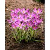 Krokus Roseus - GIGA paczka! - 500 szt.