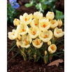 Krokus Cream Beauty - GIGA paczka! - 500 szt.