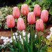 Tulipan Menton - GIGA paczka! - 250 szt.