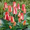 Tulipan Sylvia Warder - GIGA paczka! - 250 szt.