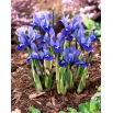 Irys żyłkowany - Iris reticulata - GIGA paczka! - 500 szt.