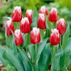 Tulipan Canasta - GIGA paczka! - 250 szt.