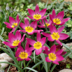 Tulipan botaniczny - Eastern Star - GIGA paczka! - 250 szt.