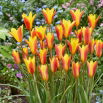 Tulipan Chrysantha - GIGA paczka! - 250 szt.