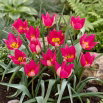 Tulipan Persian Pearl - GIGA paczka! - 250 szt.