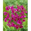 Ixia - Iksja Mabel - GIGA paczka! - 1250 szt.