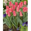 Tulipan niski różowy - Greigii pink - GIGA paczka! - 250 szt.