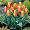 Tulipan niski czerwono-żółty - Greigii red-yellow - GIGA paczka! - 250 szt.