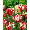 Tulipan Estella Rijnveld - GIGA paczka! - 250 szt.