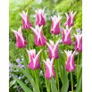 Tulipan Ballade - GIGA paczka! - 250 szt.