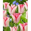 Tulipan Beauty Trend - GIGA paczka! - 250 szt.