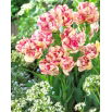 Tulipan Belicia - GIGA paczka! - 250 szt.
