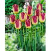 Tulipan Boston - GIGA paczka! - 250 szt.