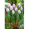 Tulipan Candy Prince - GIGA paczka! - 250 szt.