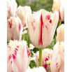 Tulipan Carrousel - GIGA paczka! - 250 szt.