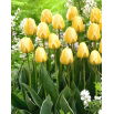 Tulipan Cream Cocktail - GIGA paczka! - 250 szt.