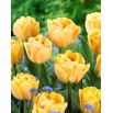 Tulipan Foxy Foxtrot - GIGA paczka! - 250 szt.