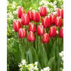 Tulipan Kelly - GIGA paczka! - 250 szt.