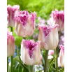 Tulipan Oviedo - GIGA paczka! - 250 szt.