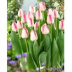 Tulipan Playgirl - GIGA paczka! - 250 szt.