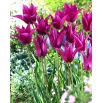 Tulipan Purple Dream - GIGA paczka! - 250 szt.