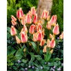 Tulipan Quebec - GIGA paczka! - 250 szt.