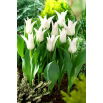 Tulipan Tres Chic - GIGA paczka! - 250 szt.