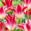 Tulipan Whispering Dream - GIGA paczka! - 250 szt.
