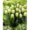 Tulipan Green Spirit - GIGA paczka! - 250 szt.
