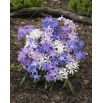Śnieżnik lśniący mix - Chionodoxa luciliae mix - GIGA paczka! - 500 szt.
