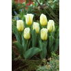 Tulipan Calgary Flames - GIGA paczka! - 250 szt.