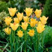 Tulipan Batalinii Bronze Charm - GIGA paczka! - 250 szt.