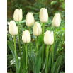 Tulipan Maureen - GIGA paczka! - 250 szt.