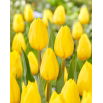 Tulipan Strong Gold - GIGA paczka! - 250 szt.