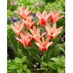 Tulipan Zombie - GIGA paczka! - 250 szt.