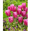 Tulipan Jumbo Pink - GIGA paczka! - 250 szt.