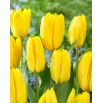 Tulipan Candela - GIGA paczka! - 250 szt.