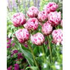 Tulipan Dazzling Desire - 5 szt.