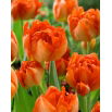 Tulipan Monte Orange - 5 szt.