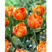 Tulipan Orca - 5 szt.