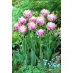 Tulipan Sweet Desire - 5 szt.