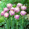 Tulipan Sweet Desire - GIGA paczka! - 250 szt.
