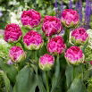 Tulipan Wicked in Pink - 5 szt.