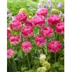 Tulipan Pinksize - 5 szt.