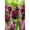 Tulipan Black Jewel - 5 szt.