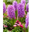 Hiacynt Purple Voice - GIGA paczka! - 150 szt.