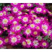 Zawilec grecki - Pink Star - GIGA paczka! - 400 szt.