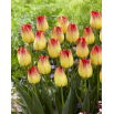 Tulipan Suncatcher - GIGA paczka! - 250 szt.